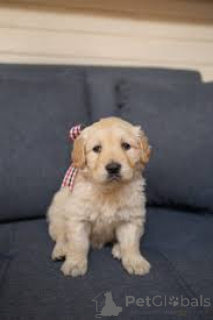 Zdjęcie №3. Chiots Golden Retriever dołącza do nowych rodzin. Francja