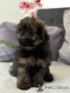 Zdjęcie №3. Designer Breed Lamapu! Pomapoo. Niemcy