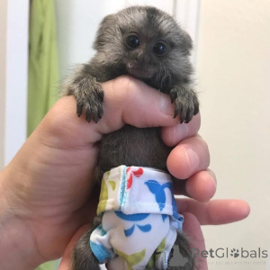 Zdjęcie №3. małpy marmozety na sprzedaż w Minnesocie małpy domowe na sprzedaż w Minnesocie. USA