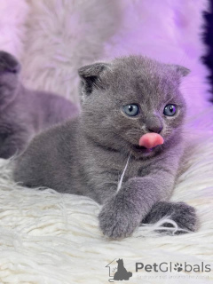 Zdjęcie №1. scottish fold - na sprzedaż w Aalen | negocjowane | Zapowiedź № 158804