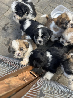 Zdjęcie №3. Szczenięta Shih Tzu. Austria