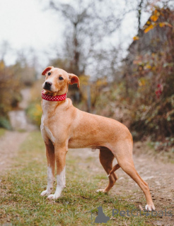 Zdjęcie №3. Uroczy mały nastoletni pies Willie szuka rodziny . Federacja Rosyjska