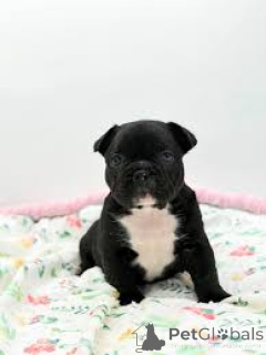 Zdjęcie №3. Franse Bulldog-puppy's te koop. Belgia