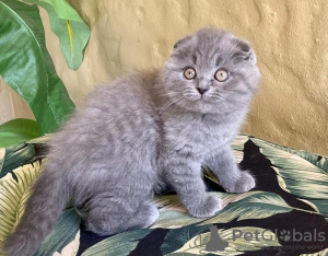 Zdjęcie №1. scottish fold - na sprzedaż w Bielsko-Biała | 8zł | Zapowiedź № 122570