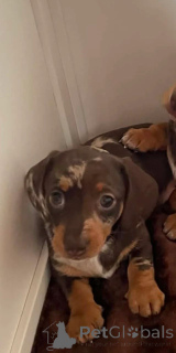 Zdjęcie №2 do zapowiedźy № 166519 na sprzedaż  jamnik - wkupić się Belgia 