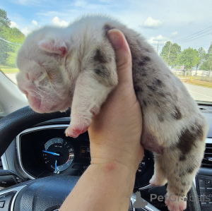 Zdjęcie №3. 2 Niesamowite szczenięta angielskiego buldoga szukające dobrych domów !!!. Niemcy