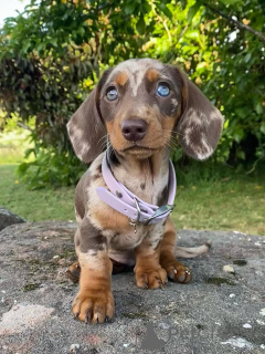 Zdjęcie №1. jamnik - na sprzedaż w Delémont | negocjowane | Zapowiedź №158143