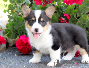 Zdjęcie №2 do zapowiedźy № 124797 na sprzedaż  welsh corgi - wkupić się Austria 