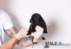 Zdjęcie №3. Pocket Micro American Bully szczenięta. Serbia