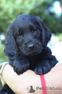 Zdjęcie №3. Szczenięta Flat Coated Retriever z papierami. Finlandia