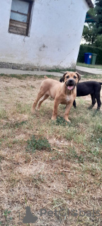 Dodatkowe zdjęcia: Mastif południowoafrykański Boerboel