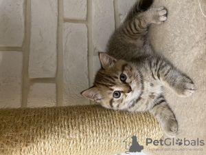 Zdjęcie №4. Sprzedam scottish fold w Krasnodar. prywatne ogłoszenie - cena - negocjowane