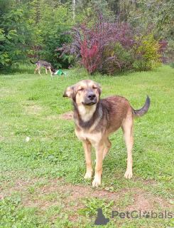 Zdjęcie №3. Lesya Puppy w dobrych rękach.. Federacja Rosyjska