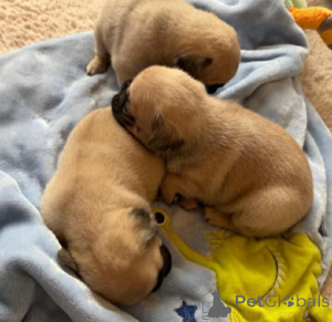 Zdjęcie №1. mops - na sprzedaż w Atlanta | Bezpłatny | Zapowiedź №175310