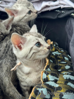 Zdjęcie №2 do zapowiedźy № 152764 na sprzedaż  kot bengalski - wkupić się Szwajcaria prywatne ogłoszenie