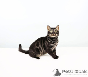 Zdjęcie №3. Wspaniałe kocięta bengalskie z egzotycznymi rozetami na sprzedaż. Szwajcaria