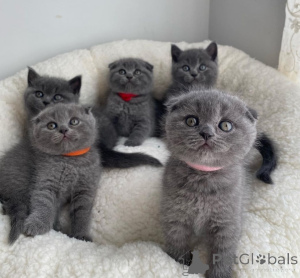 Zdjęcie №2 do zapowiedźy № 169836 na sprzedaż  scottish fold - wkupić się Niemcy 