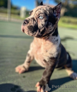 Zdjęcie №1. cane corso - na sprzedaż w Tallinn | 2302zł | Zapowiedź №119552