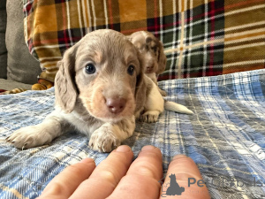 Zdjęcie №2 do zapowiedźy № 166429 na sprzedaż   - wkupić się Niemcy hodowca