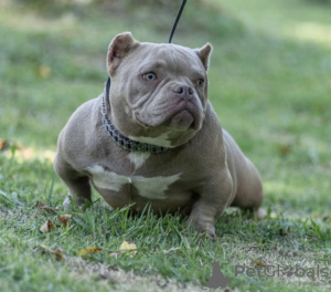 Dodatkowe zdjęcia: Amerykańskie szczenięta micro bully