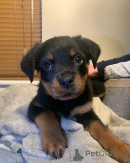 Zdjęcie №1. rottweiler - na sprzedaż w Berga | 2583zł | Zapowiedź №172085