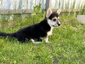 Zdjęcie №2 do zapowiedźy № 103888 na sprzedaż  welsh corgi - wkupić się Włochy prywatne ogłoszenie