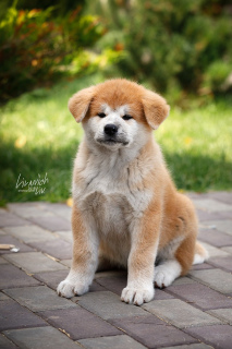 Zdjęcie №1. akita (rasa psa) - na sprzedaż w Moskwa | Bezpłatny | Zapowiedź №4112