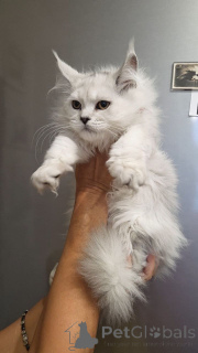 Zdjęcie №2 do zapowiedźy № 156416 na sprzedaż  maine coon - wkupić się USA hodowca