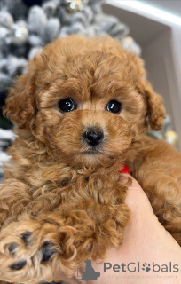 Zdjęcie №1. pudel (zabawka) - na sprzedaż w Helsinki | 2631zł | Zapowiedź №163104