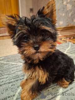 Zdjęcie №1. yorkshire terrier biewer, yorkshire terrier - na sprzedaż w Ryga | 2870zł | Zapowiedź №164292