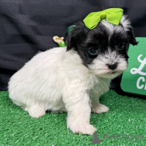 Zdjęcie №1. maltipu - na sprzedaż w Bukareszt | negocjowane | Zapowiedź №165218