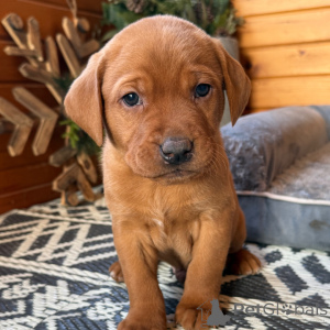 Zdjęcie №1. labrador retriever - na sprzedaż w Miasto Londynu | 1674zł | Zapowiedź №163938