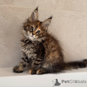 Zdjęcie №2 do zapowiedźy № 171099 na sprzedaż  maine coon - wkupić się Republika Czeska hodowca