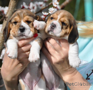 Zdjęcie №1.  - na sprzedaż w Augsburg | negocjowane | Zapowiedź №161257