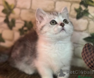 Zdjęcie №3. Kocięta Munchkina. Niemcy