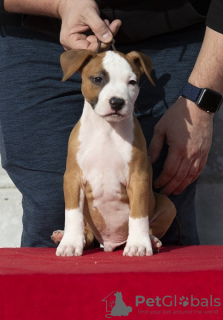 Dodatkowe zdjęcia: Szczenięta American Staffordshire Terrier pochodzenia międzynarodowego