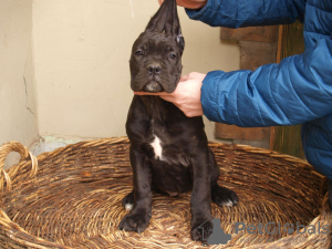 Dodatkowe zdjęcia: Cane Corso szczenięta na sprzedaż