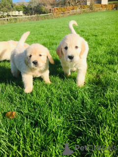 Zdjęcie №2 do zapowiedźy № 119881 na sprzedaż  golden retriever - wkupić się Federacja Rosyjska prywatne ogłoszenie, hodowca