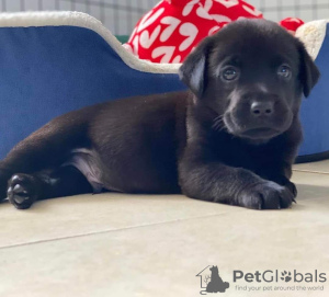 Zdjęcie №1. labrador retriever - na sprzedaż w Hurstville | 1188zł | Zapowiedź №120850