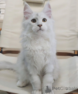 Zdjęcie №3. Oszałamiające linie mistrzowskie kociąt Maine Coon, czułe osobowości. Niemcy