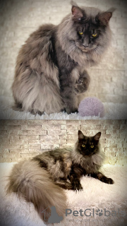 Dodatkowe zdjęcia: georgeous maine coon kitties