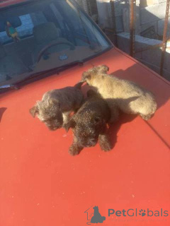 Zdjęcie №3. Szczenięta Cairn Terriera. Serbia