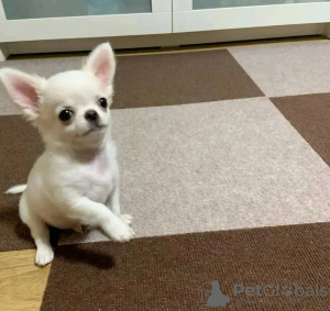 Zdjęcie №3. Toaleta wyszkolona Chihuahua. Holandia