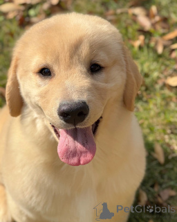 Zdjęcie №3. Zakochaj się w naszych pięknych szczeniętach Golden Retriever!. Niemcy