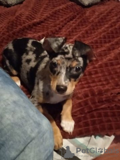 Zdjęcie №3. CHOV CHOV Velpen. Niemcy