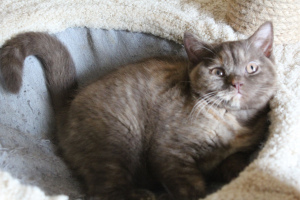Zdjęcie №1. kot brytyjski krótkowłosy - na sprzedaż w Petersburg | Negocjowane | Zapowiedź № 3038