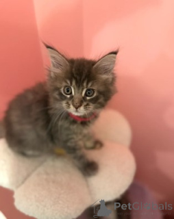 Zdjęcie №1. maine coon - na sprzedaż w Ludwigshafen | 4305zł | Zapowiedź № 160423