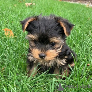 Zdjęcie №1. yorkshire terrier - na sprzedaż w Berlin | 2392zł | Zapowiedź №136410