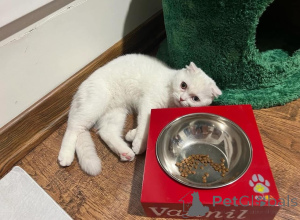 Zdjęcie №1.  - na sprzedaż w Evpatoria | negocjowane | Zapowiedź № 165466