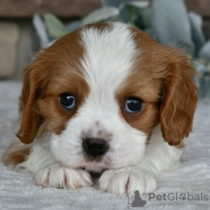 Zdjęcie №2 do zapowiedźy № 45808 na sprzedaż  cavalier king charles spaniel - wkupić się USA prywatne ogłoszenie